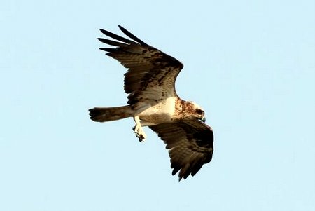 1 IMG 5385