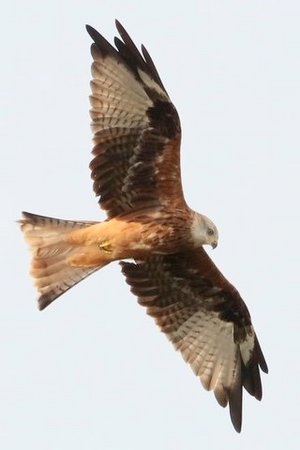 1 IMG 6350