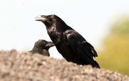 1 IMG 6608