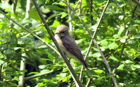 1 IMG 77291