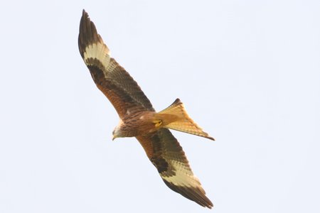 1 IMG 8390