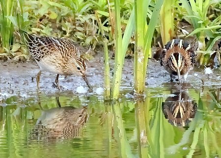 1 Jack Snipe 2022 09 21 Langford Lakes