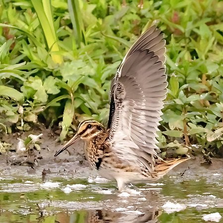 1 Jack Snipe 2022 09 21 Langford Lakes1