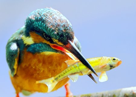 1 Kingfisher 2022 06 12 Bradford on Avon8