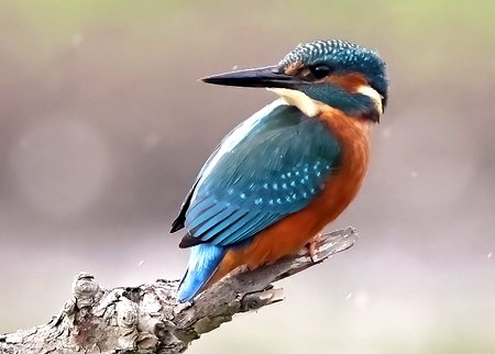 1 Kingfisher 2022 08 16 Langford Lakes1