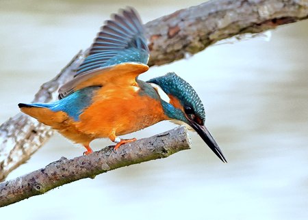 1 Kingfisher 2022 09 29 Langford Lakes