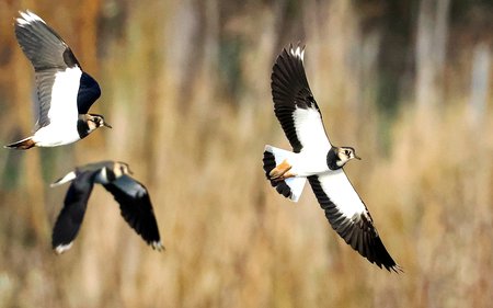 1 Lapwing 2
