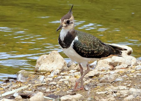1 Lapwing 2022 06 16 Langford Lakes100