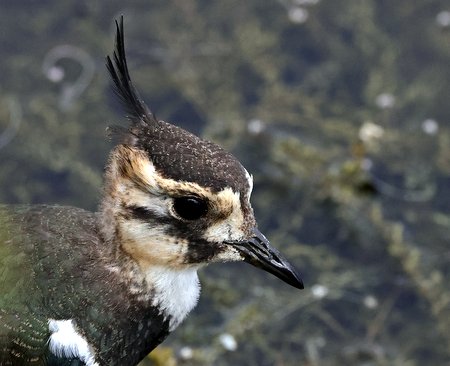 1 Lapwing 2022 07 12 Langford Lakes1