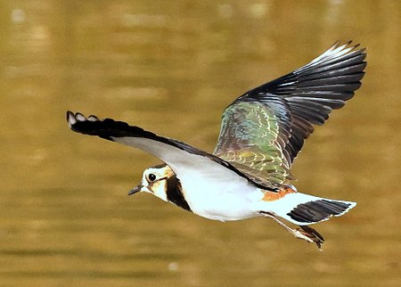 1 Lapwing 2022 10 11 Langford Lakes0
