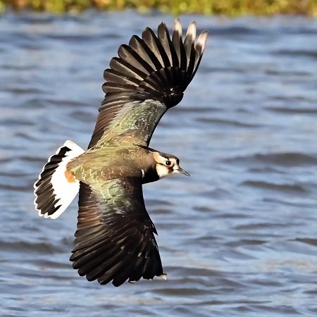 1 Lapwing 2022 11 12 Langford Lakes