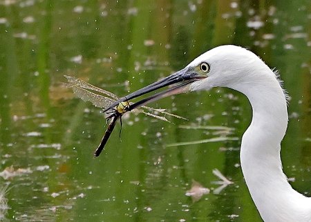 1 Little Egret 2022 08 02 Langford Lakes0