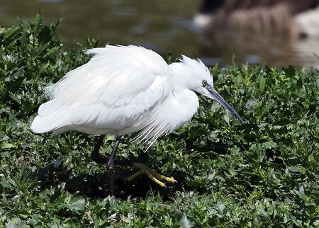 1 Little Egret 2022 08 06 Langford Lakes0