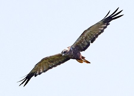 1 Marsh Harrier 2022 08 13 Langford Lakes1