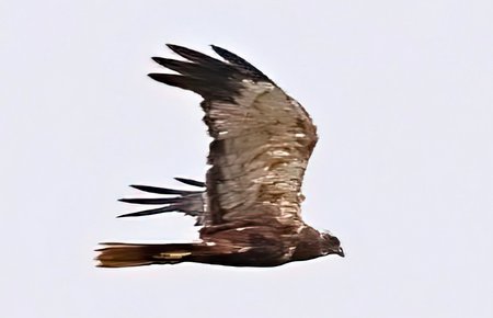 1 Marsh Harrier 2022 08 15 Langford Lakes00