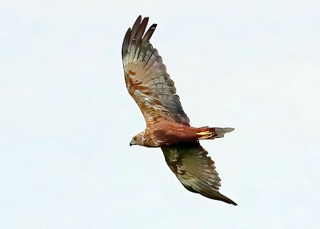1 Marsh Harrier 2022 09 01 Langford Lakes1