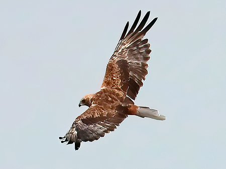1 Marsh Harrier 2022 09 01 Langford Lakes2