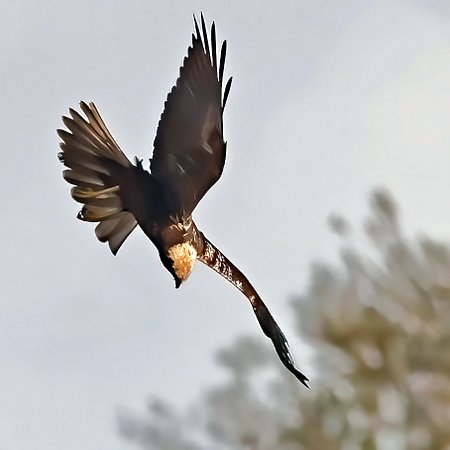 1 Marsh Harrier 2022 10 06 Langford Lakes53