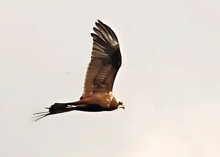 1 Marsh Harrier 2022 10 13 Langford Lakes4