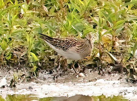 1 Pectoral Sandpiper 2022 09 20 Langford Lakes5