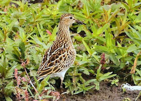 1 Pectoral Sandpiper 2022 09 29 Langford Lakes