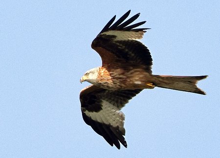 1 Red Kite 2022 04 21 Langford Lakes0