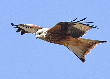 1 Red Kite 2022 08 13 Langford Lakes1