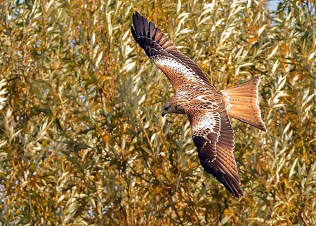 1 Red Kite 2022 10 17 Langford Lakes