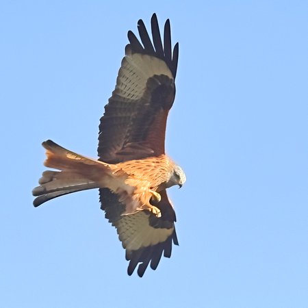 1 Red Kite 2022 11 12 Langford Lakes