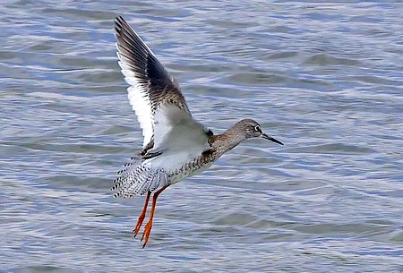 1 Redshank 2022 07 24 Langford Lakes7