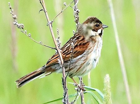 1 Reed Bunting 2022 05 22 Badens Clump