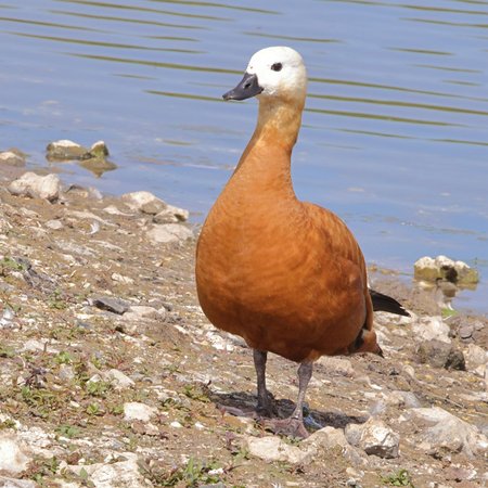 1 Ruddy Shelduck 2022 06 16 Langford Lakes100