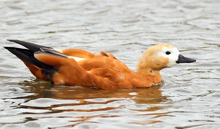 1 Ruddy Shelduck 2022 110 27 Langford Lakes100