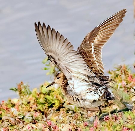 1 Ruff 2022 09 22 Langford Lakes1
