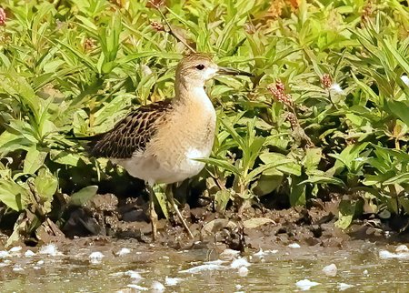 1 Ruff 2022 09 22 Langford Lakes2