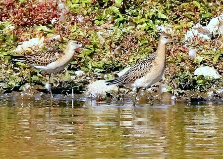 1 Ruff 2022 10 02 Langford Lakes1