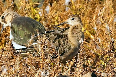 1 Ruff 2022 10 11 Langford Lakes1