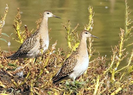 1 Ruff 2022 10 13 Langford Lakes1