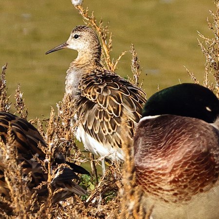 1 Ruff 2022 110 27 Langford Lakes
