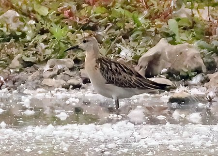 1 Ruff 2022 09 21 Langford Lakes