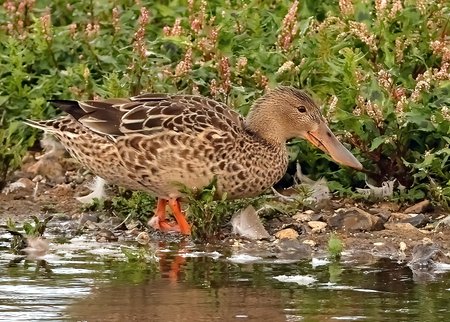 1 Shoveler 2022 09 08 Langford Lakes