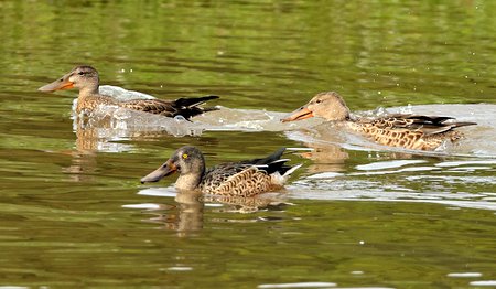 1 Shoveler 2022 09 10 Langford Lakes