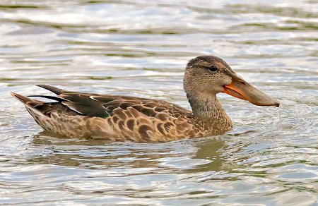 1 Shoveler 2022 09 18 Langford Lakes1