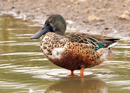 1 Shoveler 2022 09 29 Langford Lakes