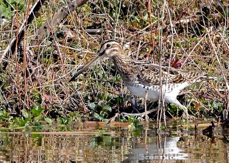 1 Snipe 2022 03 24 Langford Lakes0