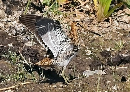 1 Snipe 2022 07 07 Langford Lakes0