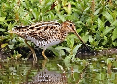 1 Snipe 2022 09 08 Langford Lakes2