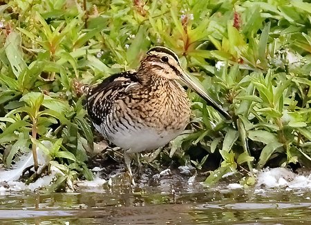 1 Snipe 2022 09 18 Langford Lakes2