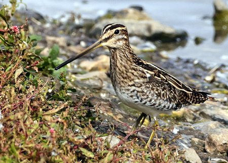 1 Snipe 2022 09 29 Langford Lakes2