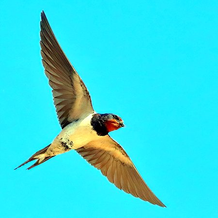 1 Swallow 2022 06 11 Bratton0000